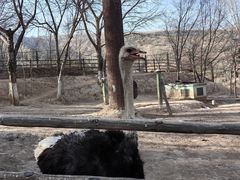 -青藏高原野生动物园