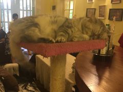 猫色咖啡-猫色咖啡·猫咖