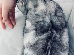 -爱洗澡的猫(望京店)