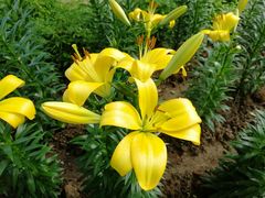 -南通洲际绿博园