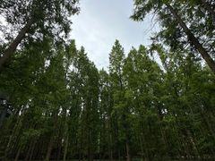 -黄海国家森林公园