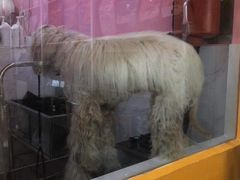 -狗不理喵子(百富路店)