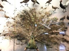 -天津自然博物馆