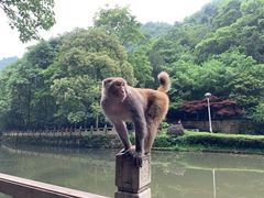 -黔灵山公园
