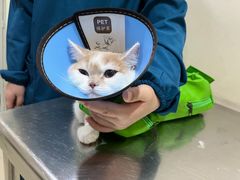 -米苏动物医院·犬猫专科·骨科外科内窥镜