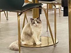 -飞行喵MR PILOT|猫舍·猫咖(静安大融城店)