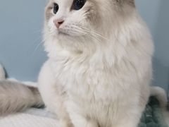 -纳吉亚猫专科动物医院·北北分院