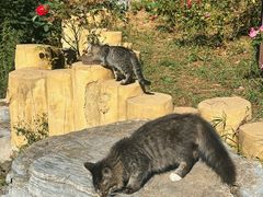 -北京西山国家森林公园