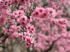 -桃花堤公园