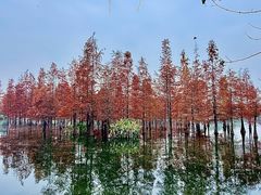 -白鹭湾湿地公园