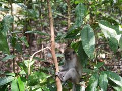 -武吉知马自然保护区