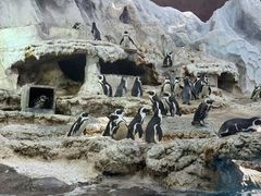 -帝企鹅自助餐厅•儿童岛•真企鹅(长隆企鹅酒店)