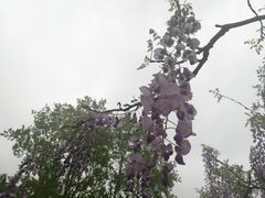 -嘉定紫藤园