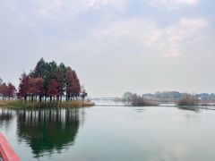 -贡湖湾湿地公园