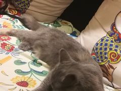 -more than meow吴止猫主题餐厅(承德 中船汇店)