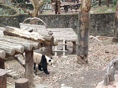 -都江堰中华大熊猫苑