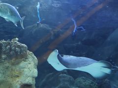 -太平洋海底世界