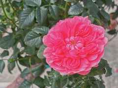 -人民公园(罗湖区)