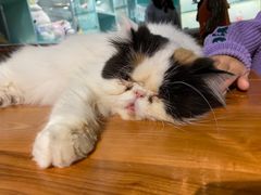 -猫小院猫主题餐厅(三里屯店)