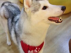 -Husky Go! 哈士奇体验馆·宠物咖啡厅狗咖