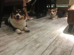 -百好乐宠物友好餐厅(朝外大街店)