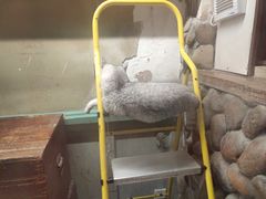 -猫咪博物馆(顶澳仔猫街店)