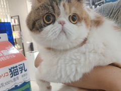 -伟伟宠物医院·CT影像中心·瑞派犬猫综合性门诊(汉口总院)