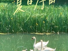 -北龙湖湿地公园