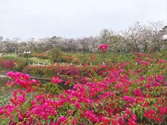 -广州莲花山旅游区