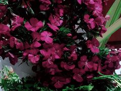 -月下料理(楷林IFC店)