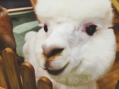 -藦茜花园宠物主题亲子互动体验馆(国顺东路店)