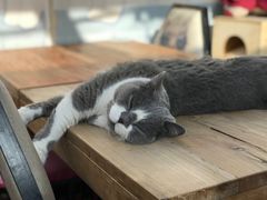 -猫小院猫主题咖啡厅(北锣店)