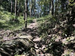 -南山植物园