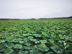 -天津东丽湖风景区