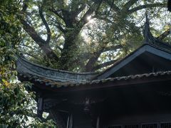 -缙云山景区
