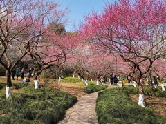-杭州植物园