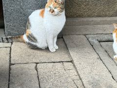 -龙华寺
