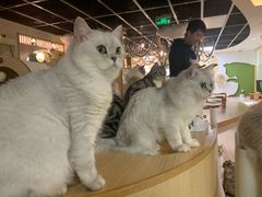 -猫和宫(六道口店)