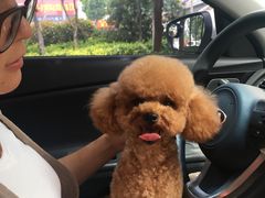 -西元前宠物酒店(郑庄府邸店)