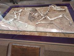 -陕西自然博物馆