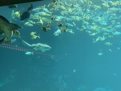 -海棠湾洲际-涛·海底餐厅·美人鱼·自助餐·海底隧道