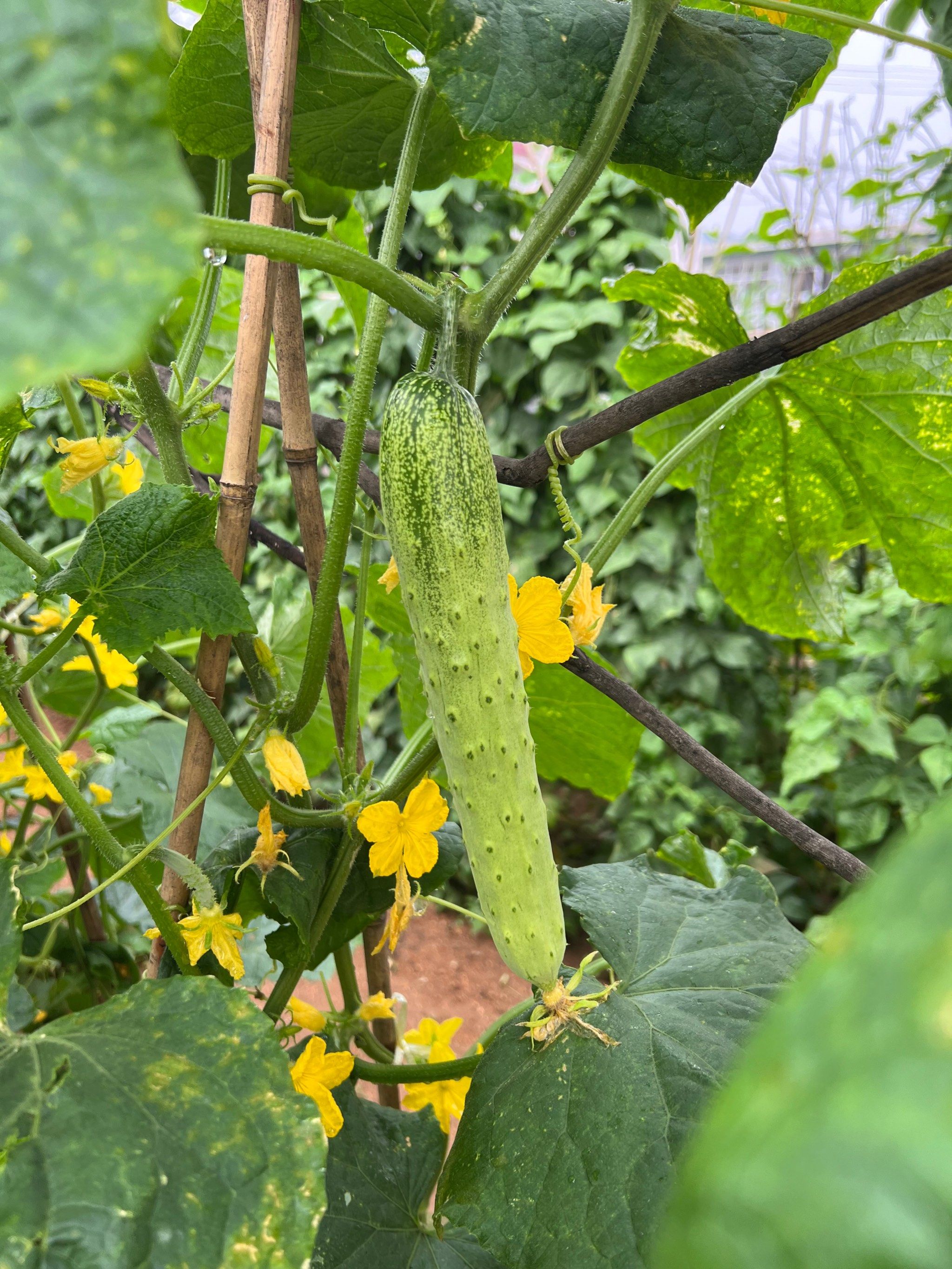 自家小菜园的黄瓜