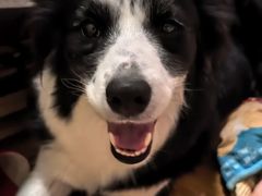 -伟伟宠物医院·CT影像中心·瑞派犬猫综合性门诊(汉口总院)