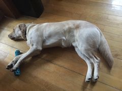 -翊宠yipet猫狗购宠庄园犬舍•猫舍