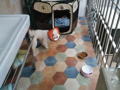 -安安宠医宠物医院·异宠·犬猫内科(岳阳分院)