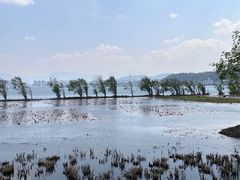 -洱海月湿地公园