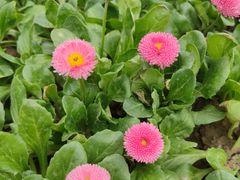 -海棠花溪(元大都城垣遗址公园)