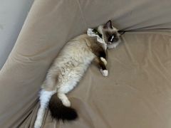 -怪兽屋·羊驼·猫咖·狗咖(俊华广场店)