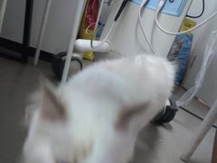 -御宝贝·A梦猫科宠物医院(国际猫友好医院)