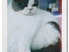 -喵的天空名猫咖啡馆·撸猫·猫舍·用品